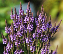 Load image into Gallery viewer, 500 Blue Vervain Seeds - Verbena hastata Seeds