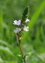 Load image into Gallery viewer, 100 True Vervain Seeds - Verbena officinalis Seeds