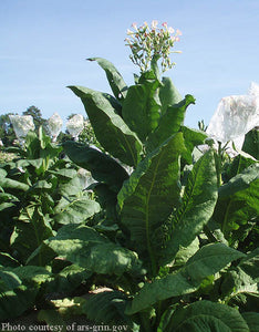 Virginia Gold Tobacco Seeds - Nicotiana tabacum