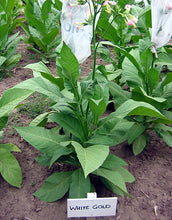 Load image into Gallery viewer, White Gold Tobacco Seeds - Nicotiana tabacum