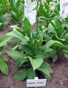 White Gold Tobacco Seeds - Nicotiana tabacum