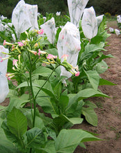 Load image into Gallery viewer, White Gold Tobacco Seeds - Nicotiana tabacum