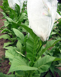 White Gold Tobacco Seeds - Nicotiana tabacum
