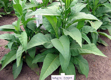 Load image into Gallery viewer, White Stem Orinoco Tobacco Seeds