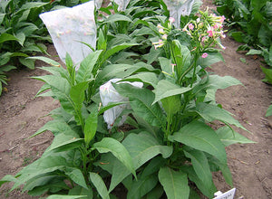 White Stem Orinoco Tobacco Seeds