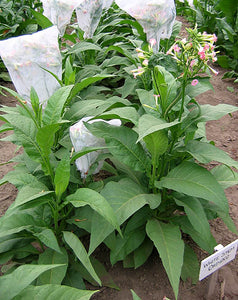 White Stem Orinoco Tobacco Seeds