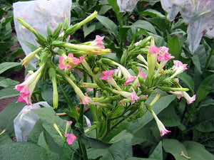 White Stem Orinoco Tobacco Seeds