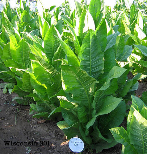 damiana tobacco substitute Tobacco substitute : r/Canbau damiana tobacco substitute Tobacco substitute : r/Canbau