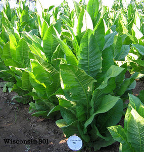 1000 Wisconsin 901 Tobacco Seeds - Nicotiana tabacum - Cigar or Pipe Tobacco