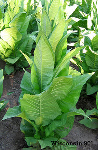 American Cigar Blend Tobacco Seed Multipack - 3 Strains