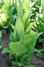 Load image into Gallery viewer, 1000 Wisconsin 901 Tobacco Seeds - Nicotiana tabacum - Cigar or Pipe Tobacco