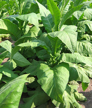 Load image into Gallery viewer, Yellow Gold Tobacco Seeds - Nicotiana tabacum