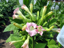 Load image into Gallery viewer, Yellow Gold Tobacco Seeds - Nicotiana tabacum