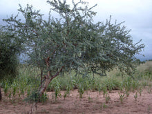 Load image into Gallery viewer, 5 Acacia senegal Seeds ~ Gum Arabic Seeds ~ Senegalia senegal