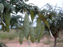 Load image into Gallery viewer, 5 Acacia senegal Seeds ~ Gum Arabic Seeds ~ Senegalia senegal