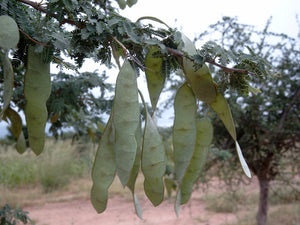 5 Acacia senegal Seeds ~ Gum Arabic Seeds ~ Senegalia senegal