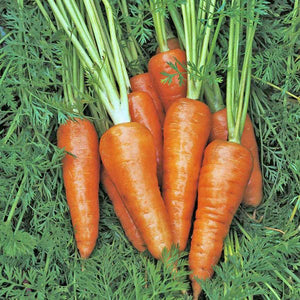 3,000 Chantenay Red Cored Carrot Seeds