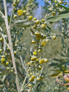 500 Artemisia Absinthium Seeds - Wormwood | O'Neill Seeds