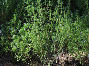 300 Summer Savory Herb Seeds - Satureja Hortensis Seeds