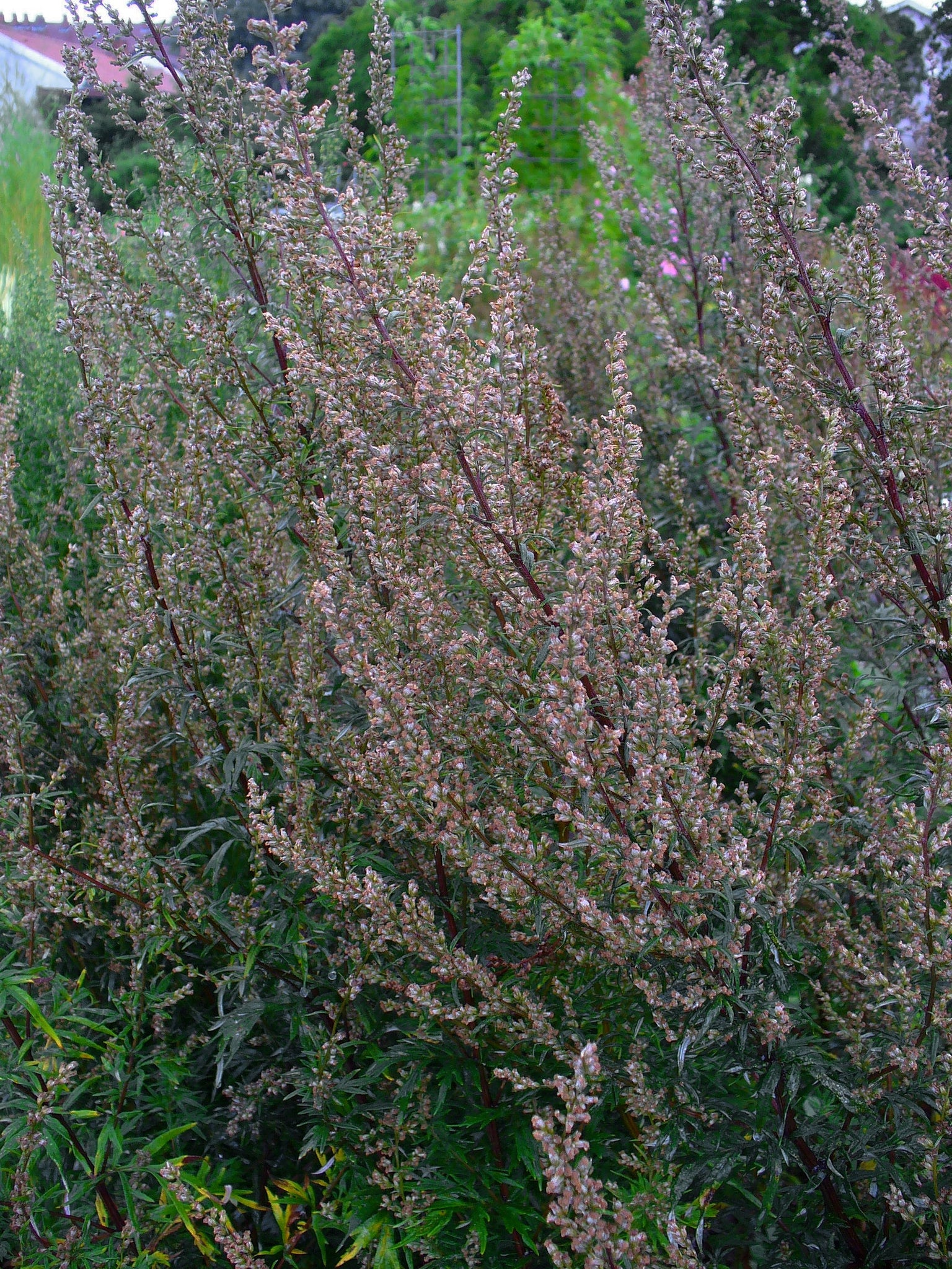 planting mugwort seeds 1000 Artemisia Vulgaris Seeds - Mugwort / Common Wormwood