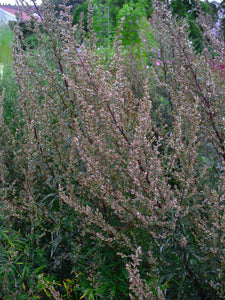 1000 Artemisia Vulgaris Seeds - Mugwort / Common Wormwood
