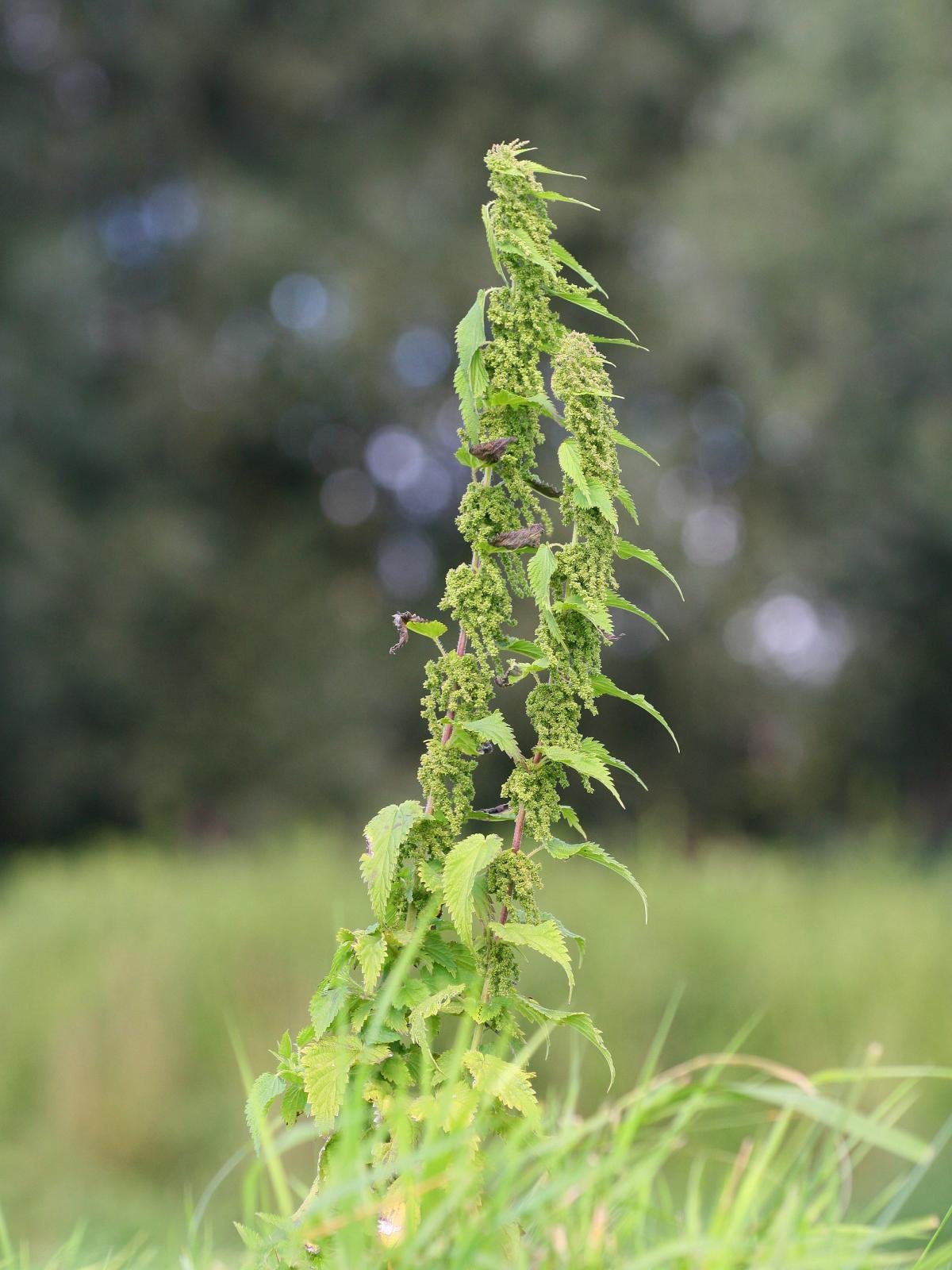 Stinging Nettle 200 Seeds (Urtica dioica) Heirloom Open pollinated