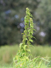Load image into Gallery viewer, 3000 Stinging Nettle Seeds - Urtica Dioica Seeds