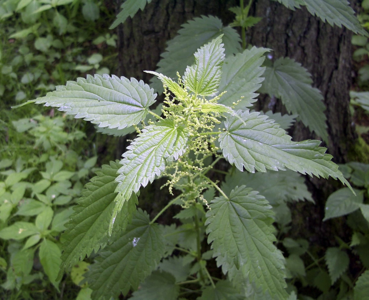 stinging nettle seeds for planting 3000 Stinging Nettle Seeds - Urtica Dioica Seeds - Medicinal Plant