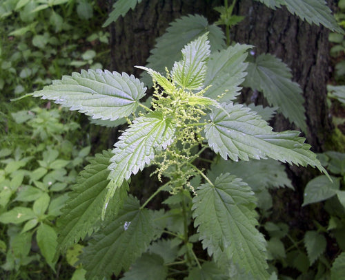 3000 Stinging Nettle Seeds - Urtica Dioica Seeds