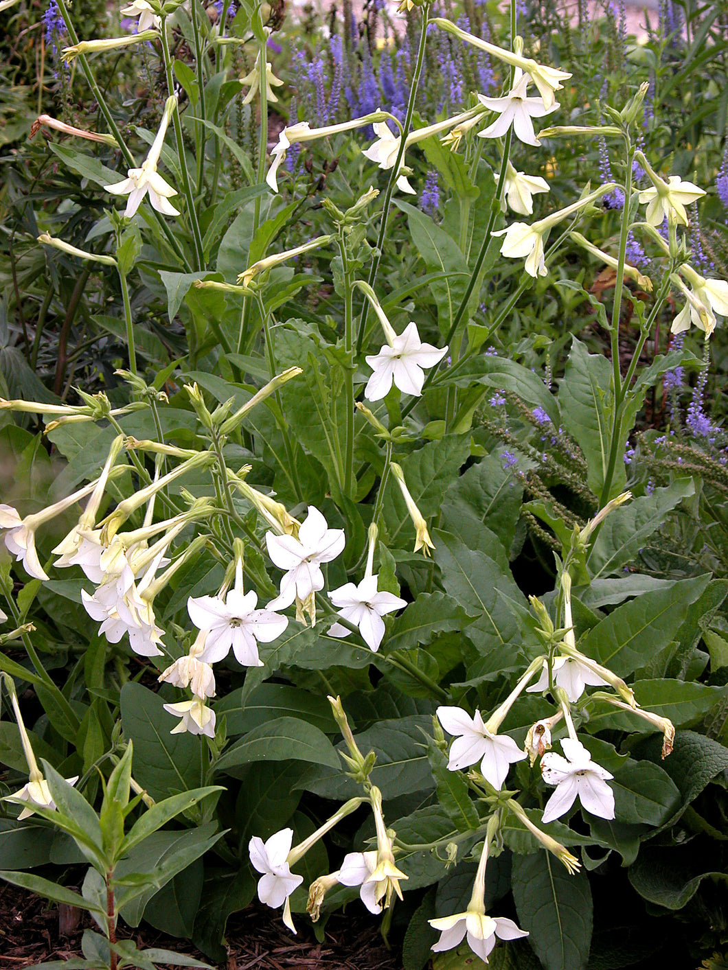 Nicotiana Alata - Jasmine Flowering Tobacco