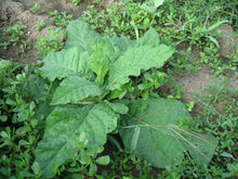 Load image into Gallery viewer, Nicotiana Alata - Jasmine Flowering Tobacco