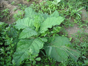 Nicotiana Alata - Jasmine Flowering Tobacco