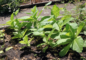 Nicotiana Sylvestris - Woodland Tobacco - Flowering Tobacco