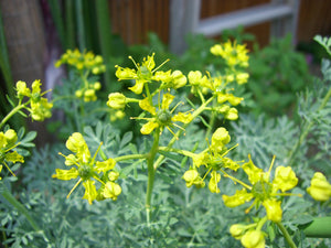garden rue seeds 200 Ruta Graveolens Seeds - Rue Seeds