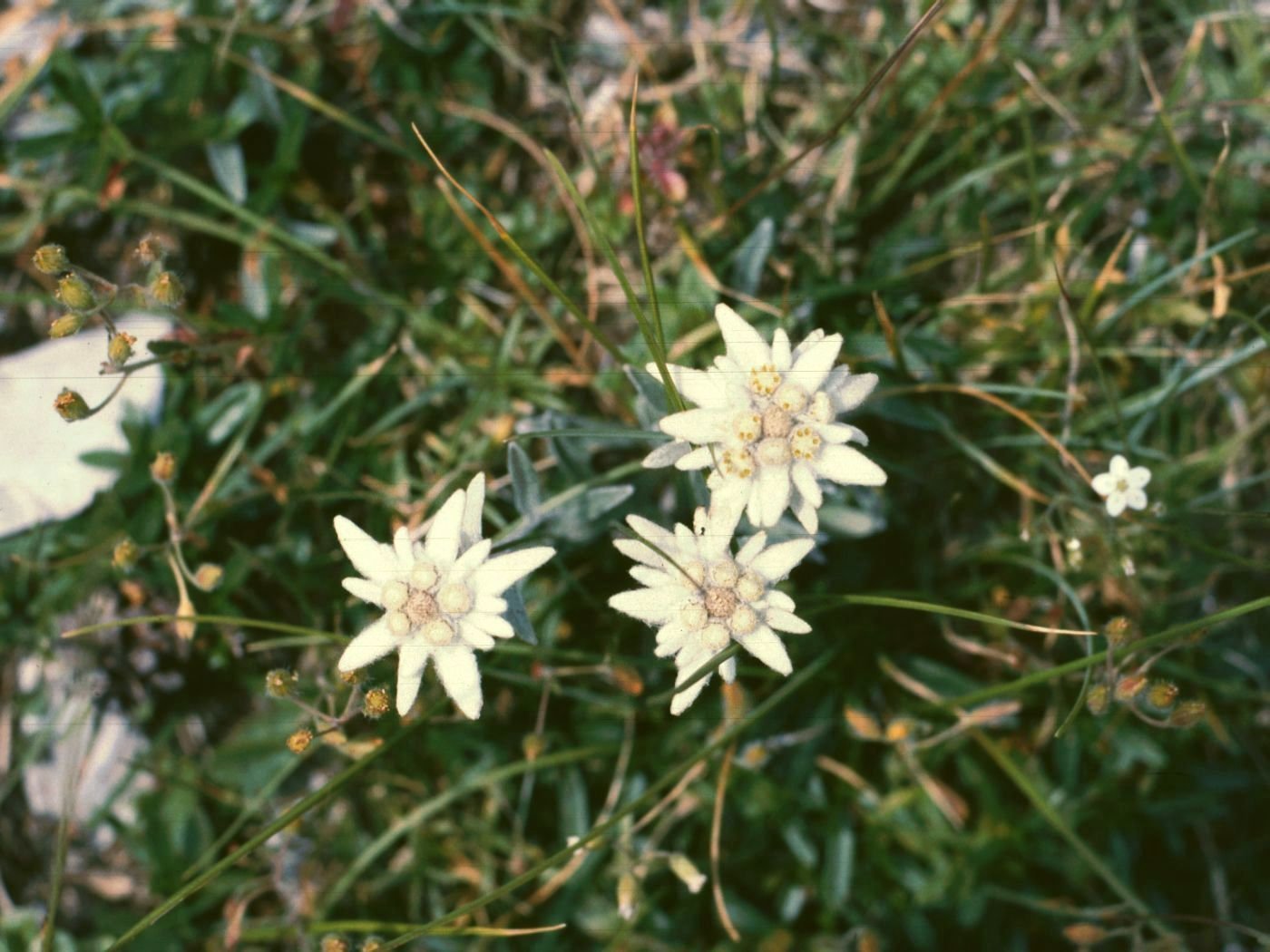 planting edelweiss seeds 500 Leontopodium alpinum Seeds