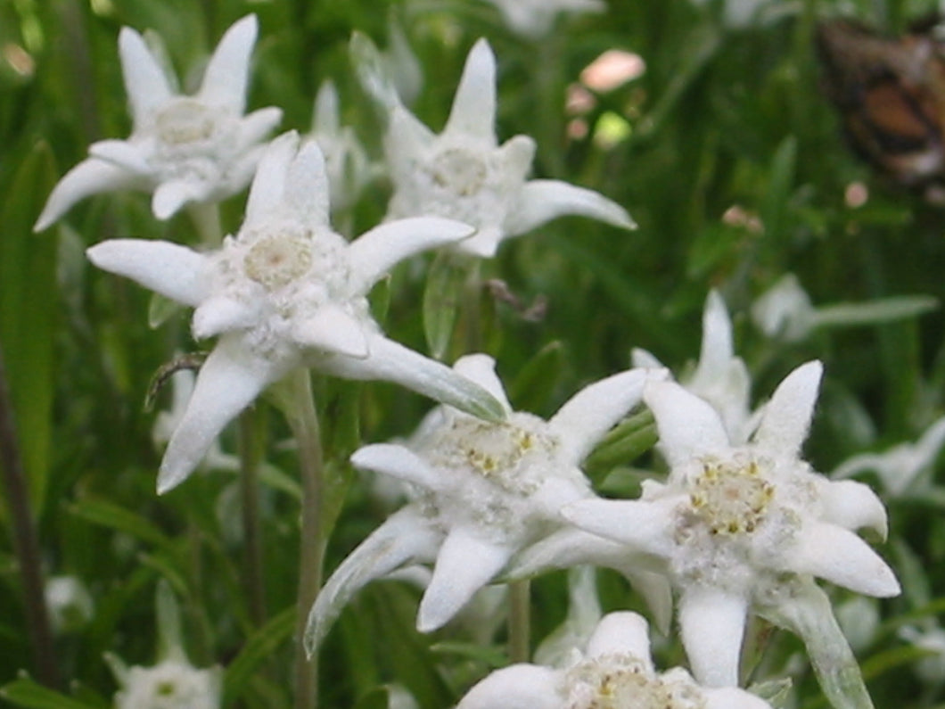 500 Leontopodium alpinum Seeds - Edelweiss Seeds