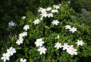Gardenia jasminoides Seeds - Cape Jasmine - Common Gardenia