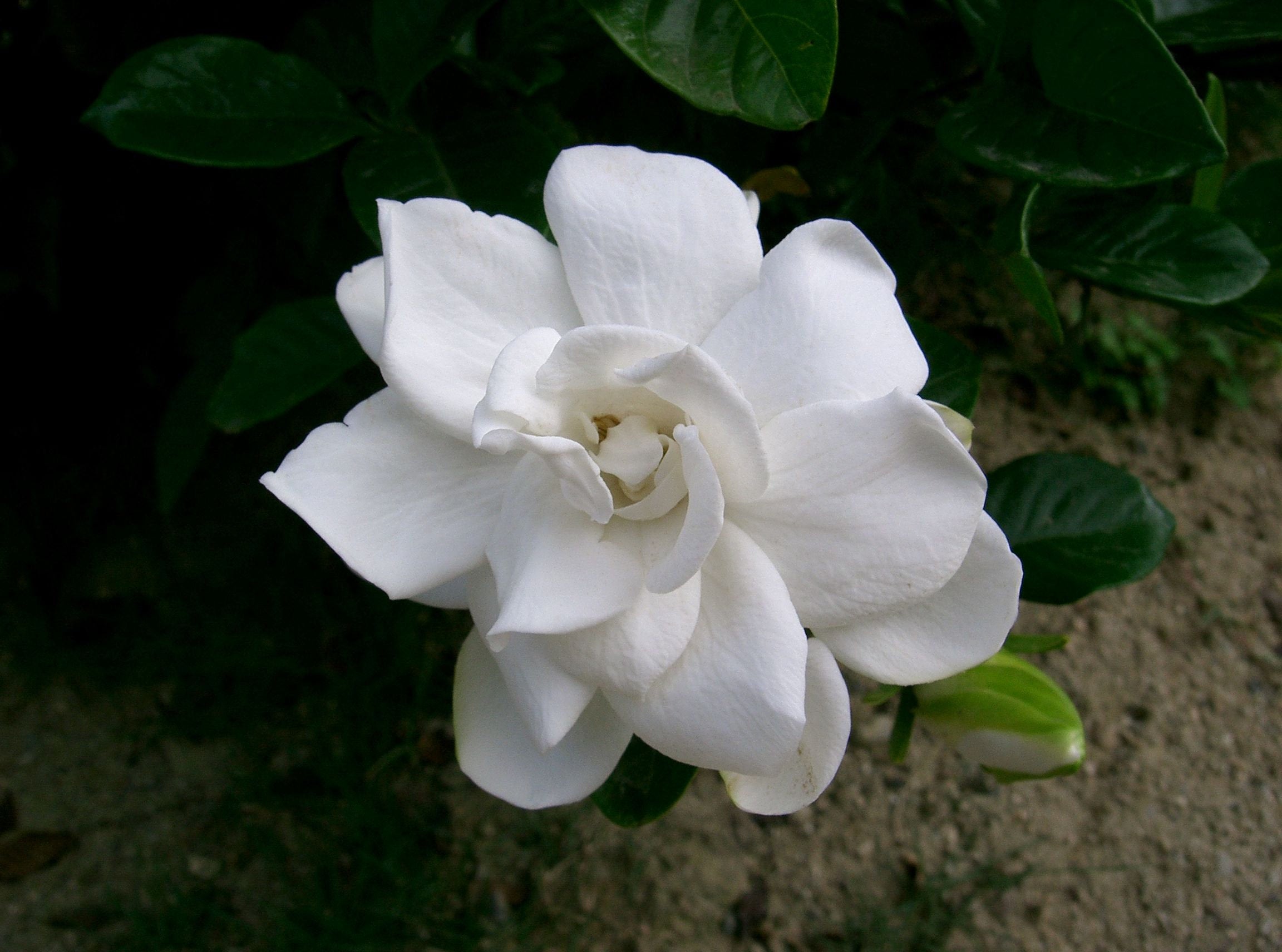 Gardenia jasminoides Seeds - Cape Jasmine
