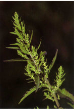 Load image into Gallery viewer, 250 Epazote Seeds - Chenopodium Ambrosoides - Dysphania ambrosioides