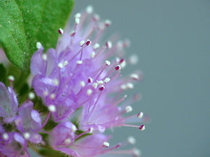 250 Pennyroyal Seeds - Mentha Pulegium