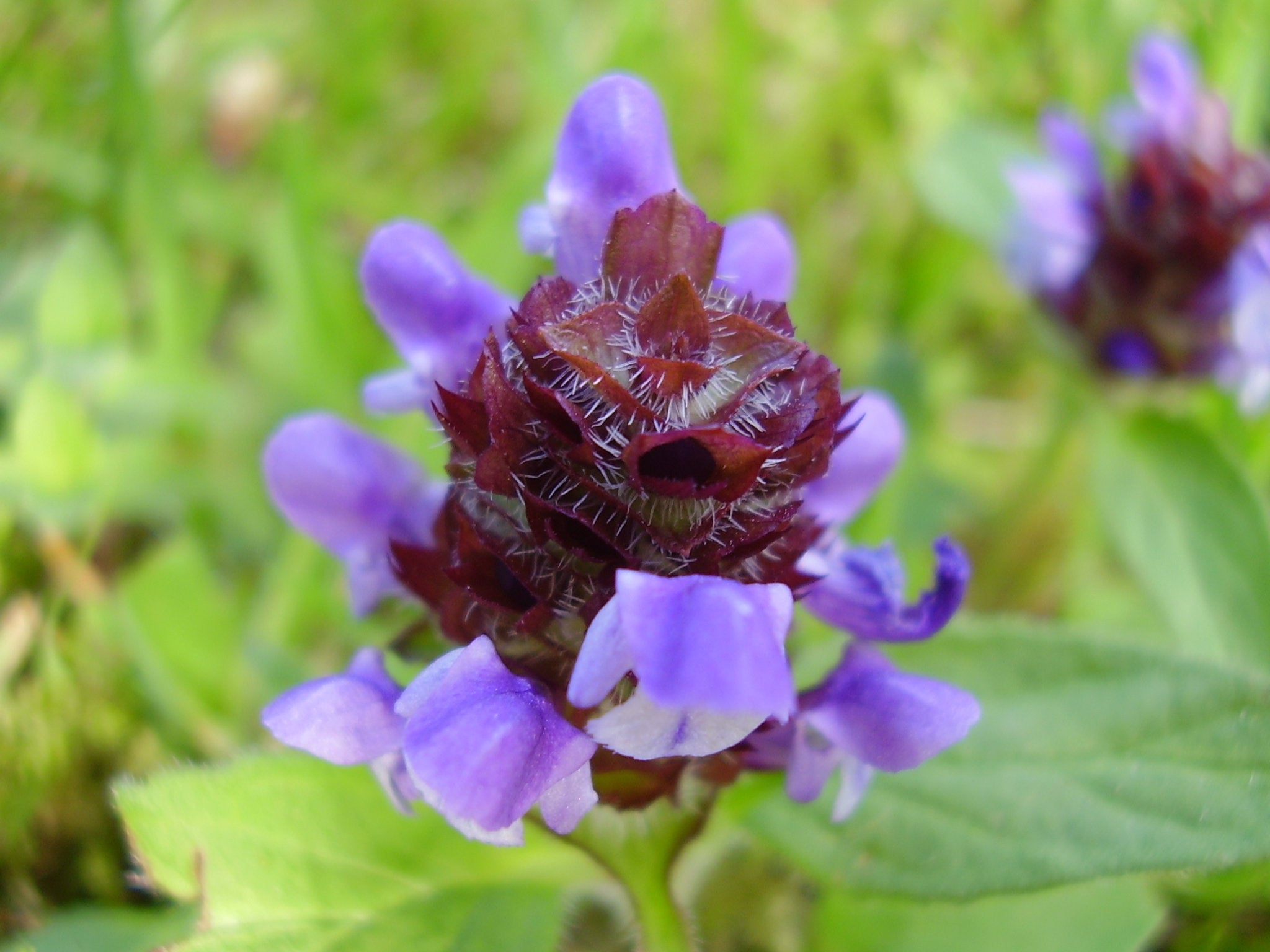 plant and heal seeds 1000 Allheal Seeds - Prunella vulgaris - Medicinal Herb