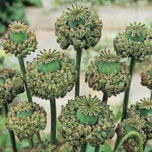 planting peony poppy seeds Hen And Chicks Poppy - Peony Poppy