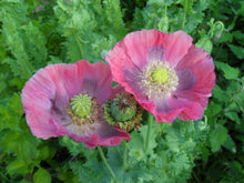Load image into Gallery viewer, Hen And Chicks Poppy Seeds - Peony Poppy