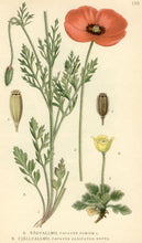 Load image into Gallery viewer, Long Pod Poppy - Papaver Dubium