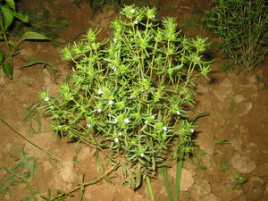 300 Summer Savory Herb Seeds - Satureja Hortensis Seeds