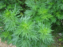 Load image into Gallery viewer, 1000 Artemisia Vulgaris Seeds - Mugwort / Common Wormwood