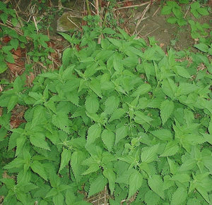 3000 Stinging Nettle Seeds - Urtica Dioica Seeds