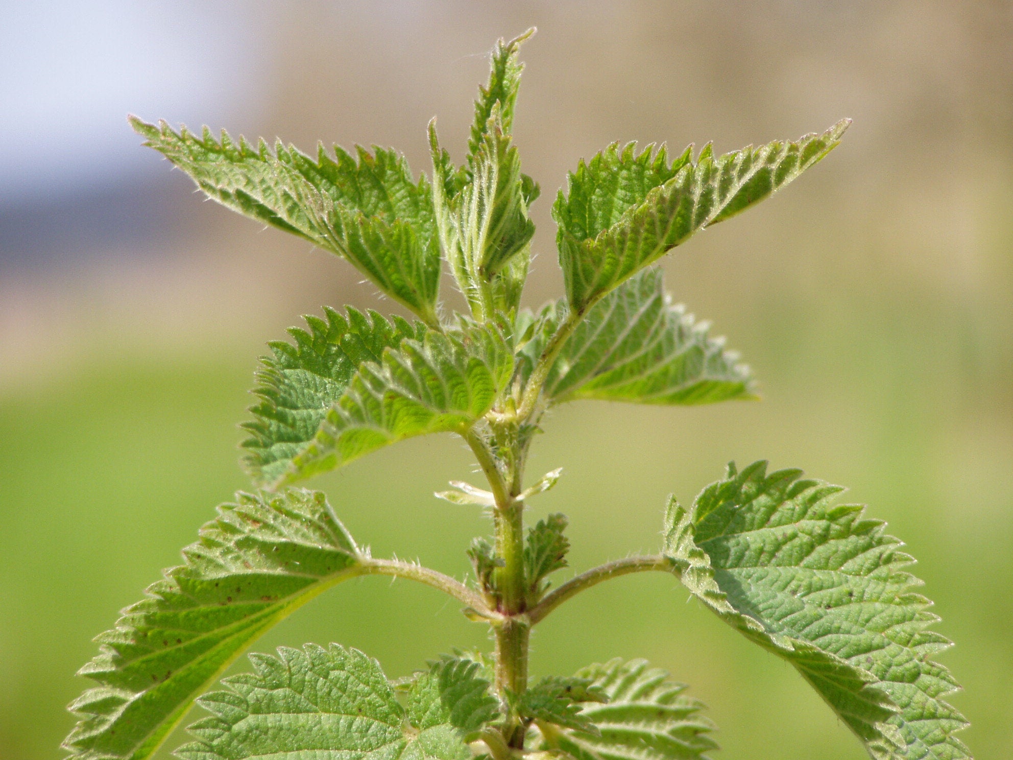 Stinging Nettle (Urtica Dioica) - 100 Seeds - Southern Seed Exchange