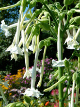 Load image into Gallery viewer, Nicotiana Sylvestris - Woodland Tobacco - Flowering Tobacco