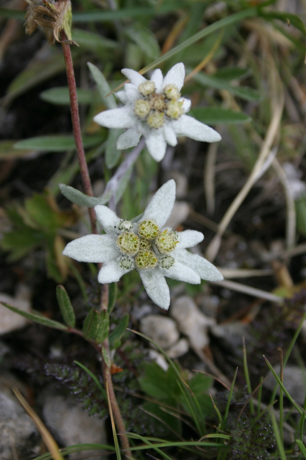 planting edelweiss seeds 500 Leontopodium alpinum Seeds